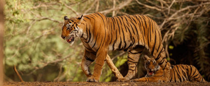 Royal Bengal Tiger