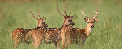 Spotted Deer